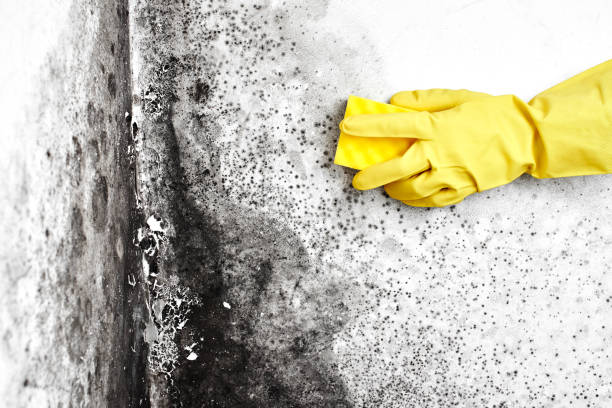 Best Post-Flood Mold Remediation in Concordia, KS