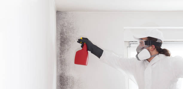 Professional Mold Remediation in Concordia, KS